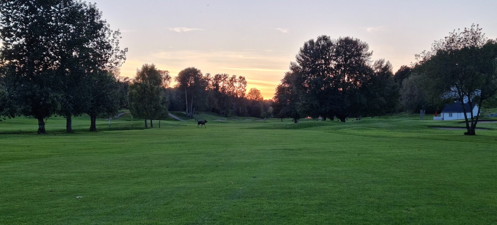 Älgar på Ingarö Golfklubb