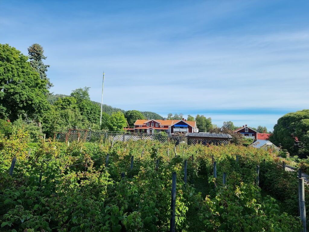 Bärbuskar hos Järvsöbaden